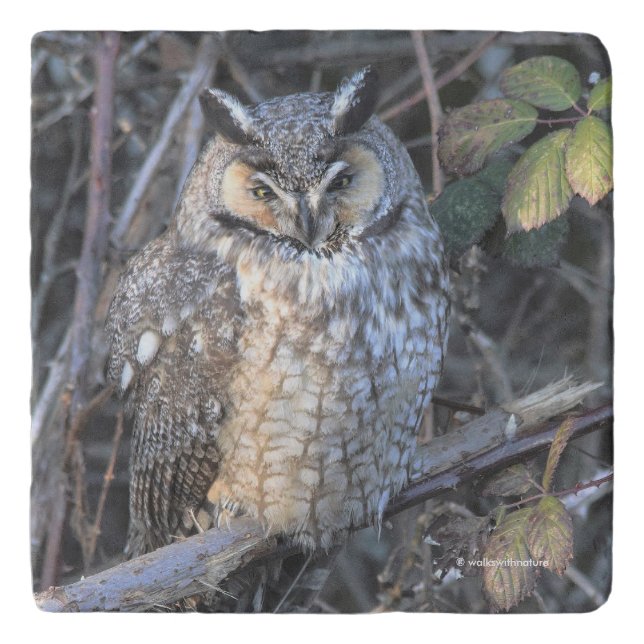 Beautiful Long-Eared Owl at Sunset Trivet (Front)