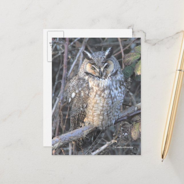 Beautiful Long-Eared Owl Bird of Prey at Sunset Postcard (Front/Back In Situ)
