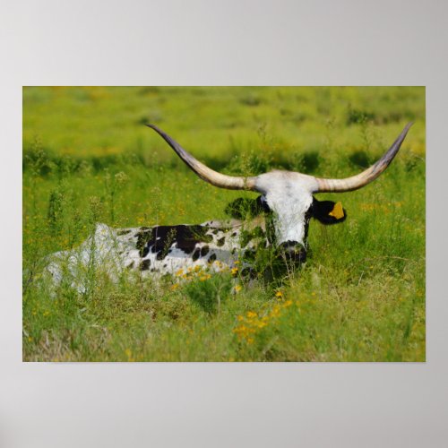 Beautiful Longhorn Cow in Pasture Photographic Art Poster