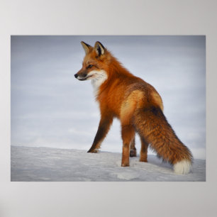 Beautiful Looking Red Fox in Snow Poster