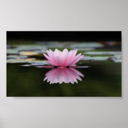 Beautiful Lotus, Zen Poster