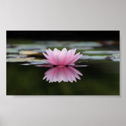 Beautiful Lotus Zen Poster