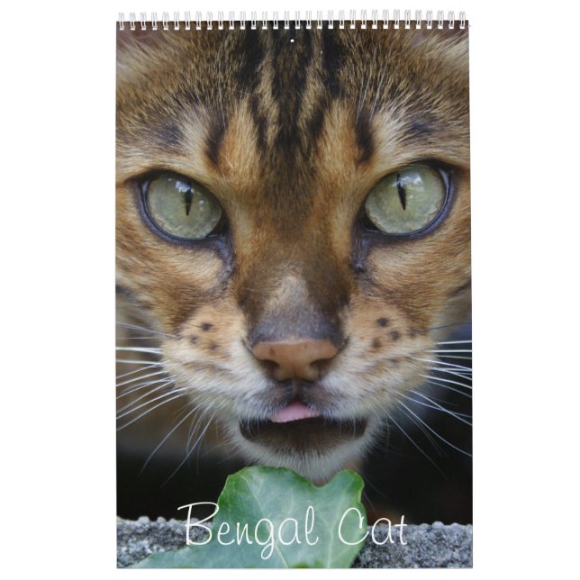 Beautiful Lovely Bengal Cats   Calendar (Cover)