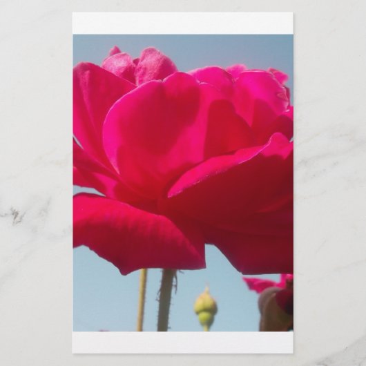 Beautiful Lovely Celestial Rose Red Against Blue  (Front)