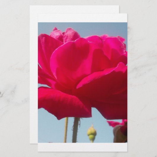 Beautiful Lovely Celestial Rose Red Against Blue  (Front/Back)