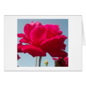 Beautiful Lovely Celestial Rose Red Against Blue (Front Horizontal)