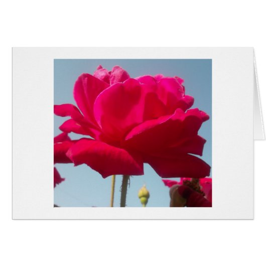 Beautiful Lovely Celestial Rose Red Against Blue (Front Horizontal)