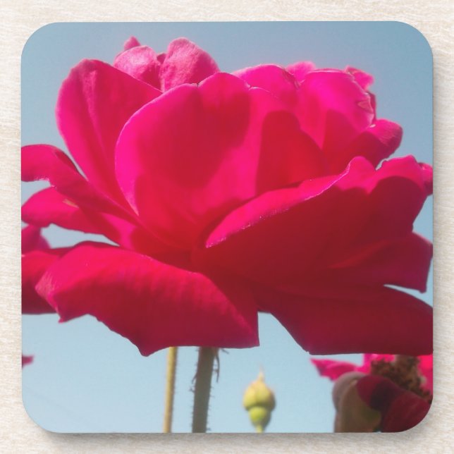 Beautiful Lovely Celestial Rose Red Against Blue  Beverage Coaster (Front)