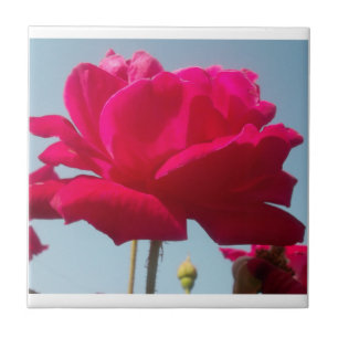 Beautiful Lovely Celestial Rose Red Against Blue Ceramic Tile