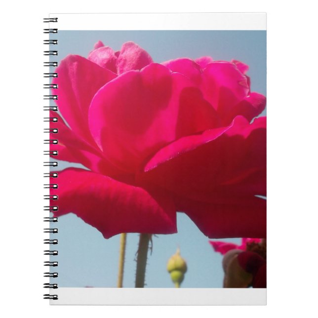 Beautiful Lovely Celestial Rose Red Against Blue  Notebook (Front)
