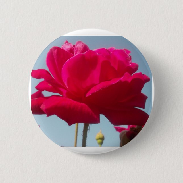 Beautiful Lovely Celestial Rose Red Against Blue  Pinback Button (Front)