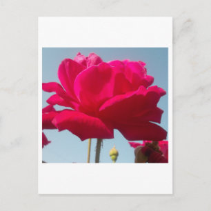 Beautiful Lovely Celestial Rose Red Against Blue Postcard