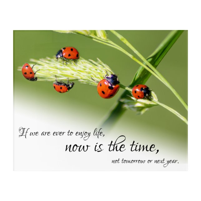 Beautiful lucky ladybugs with motivational quote acrylic print (Front)