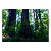 Beautiful Lush Redwood Forest (Front Horizontal)