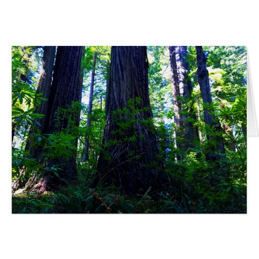 Beautiful Lush Redwood Forest (Front Horizontal)