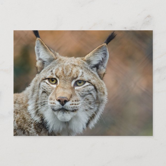 Beautiful lynx foreground postcard (Front)