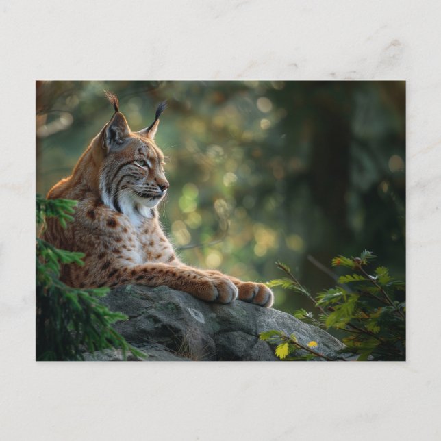 Beautiful lynx relaxing on a rock postcard (Front)