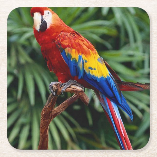 Beautiful Macaw Coaster Set (Front)