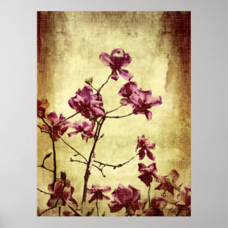 Beautiful magnolia on grunge background poster