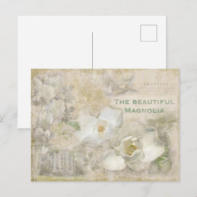 Beautiful Magnolia Vintage Collage  Postcard (Front/Back)