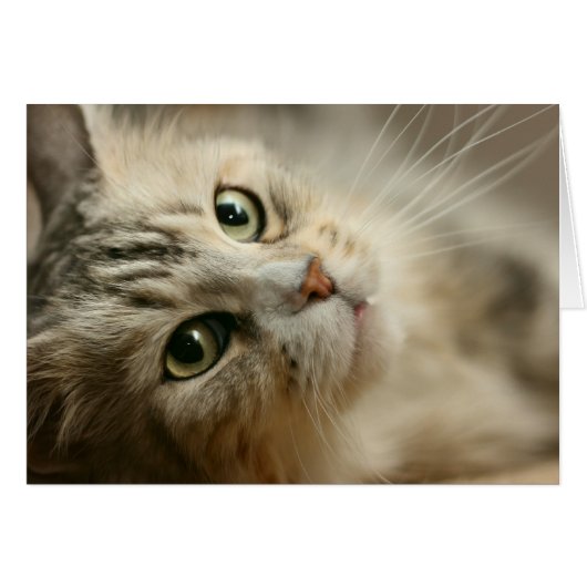 Beautiful Maine Coon Cards (Front Horizontal)