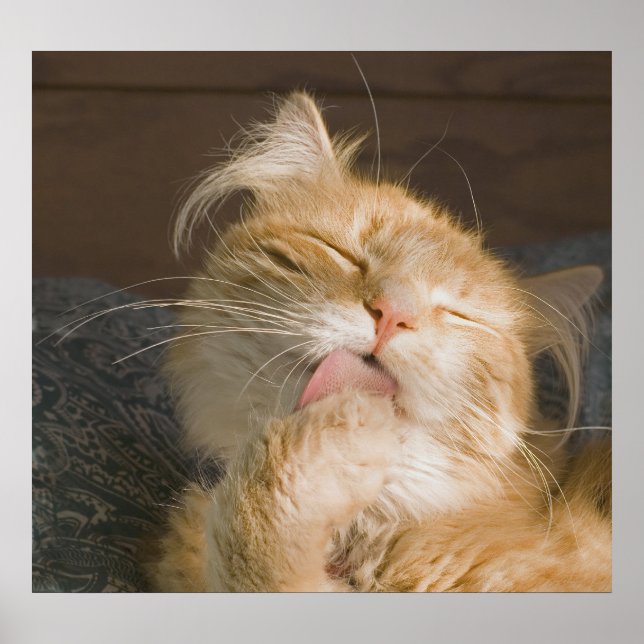 Beautiful Maine Coon Cat Preening Photograph Poster (Front)