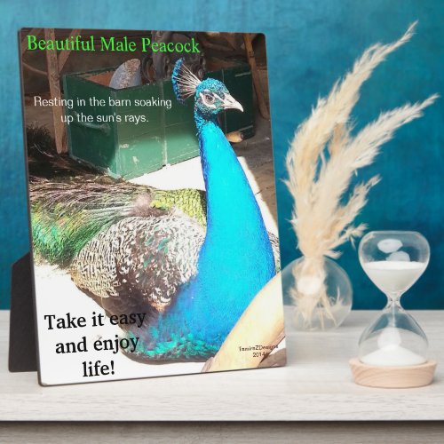 Beautiful Male Blue Peacock Barn _ EASEL Plaque