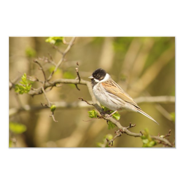 Beautiful Male Reed Bunting Photo Print (Front)