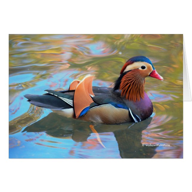Beautiful Mandarin Duck in the Pond Cards (Front Horizontal)
