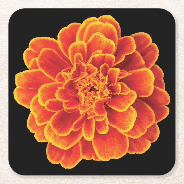 Beautiful Marigold Coaster Set (Front)