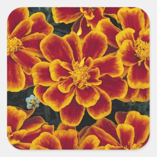 Beautiful Marigolds Sticker Set