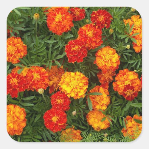 Beautiful Marigolds Sticker Set