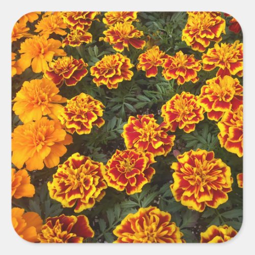 Beautiful Marigolds Sticker Set