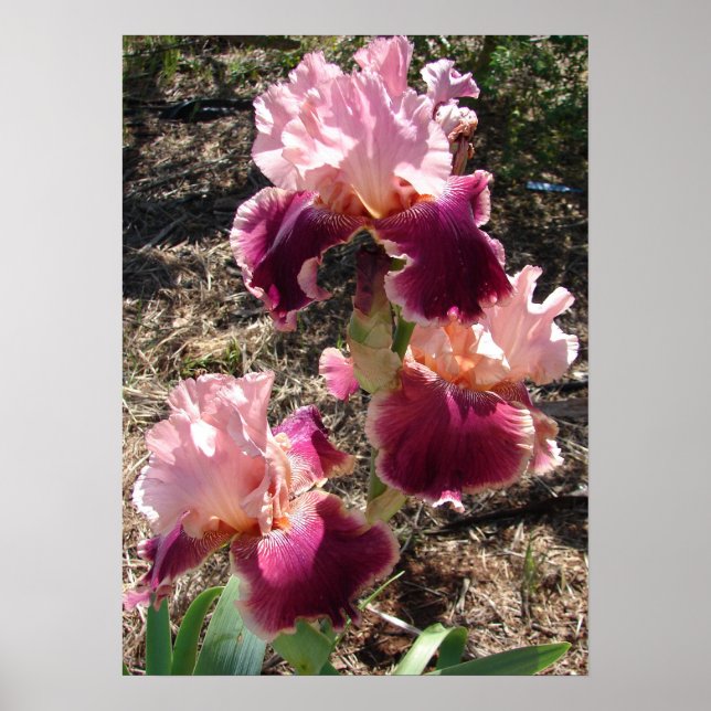 Beautiful Maroon Dark Pink Flower Garden Poster (Front)