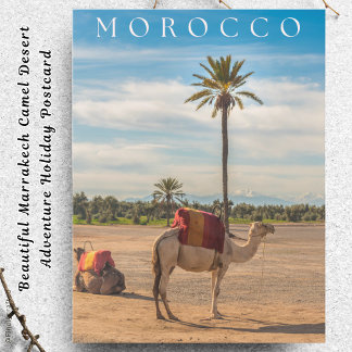 Beautiful Marrakech Camel Desert Adventure Holiday Postcard
