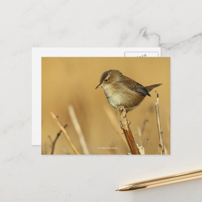 Beautiful Marsh Wren Songbird in the Reeds Postcard (Front/Back In Situ)