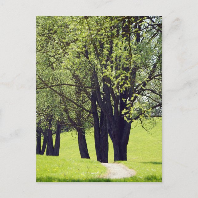 Beautiful Meadow Postcard (Front)