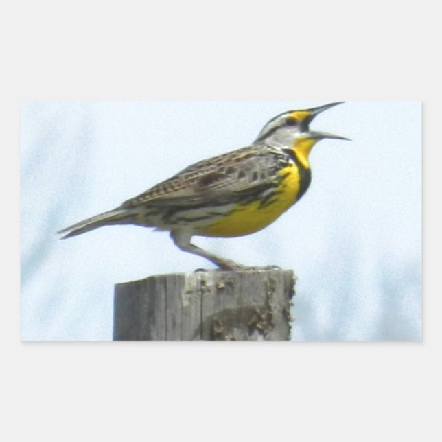 Beautiful meadowlark with yellow and gray markings rectangular sticker (Front)