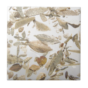 Beautiful microfossils photo pattern ceramic tile