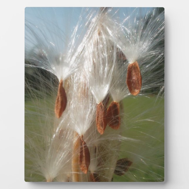 Beautiful Milkweed Magic: A Skyward Flight Design Plaque (Front)