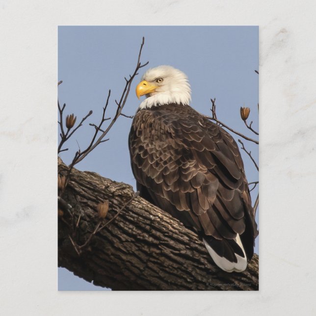 Beautiful Mom (Eagle)  Postcard (Front)