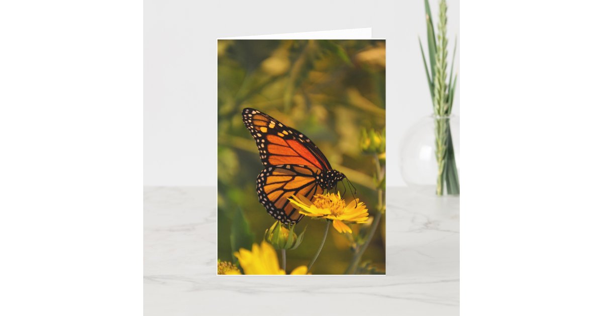 Beautiful Monarch Butterfly Blank Inside Note Card | Zazzle