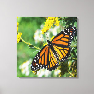 Beautiful Monarch Butterfly Canvas Print