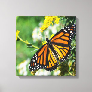 Beautiful Monarch Butterfly Canvas Print