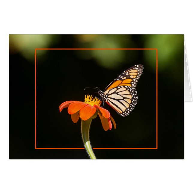 Beautiful Monarch Butterfly Cards (Front Horizontal)