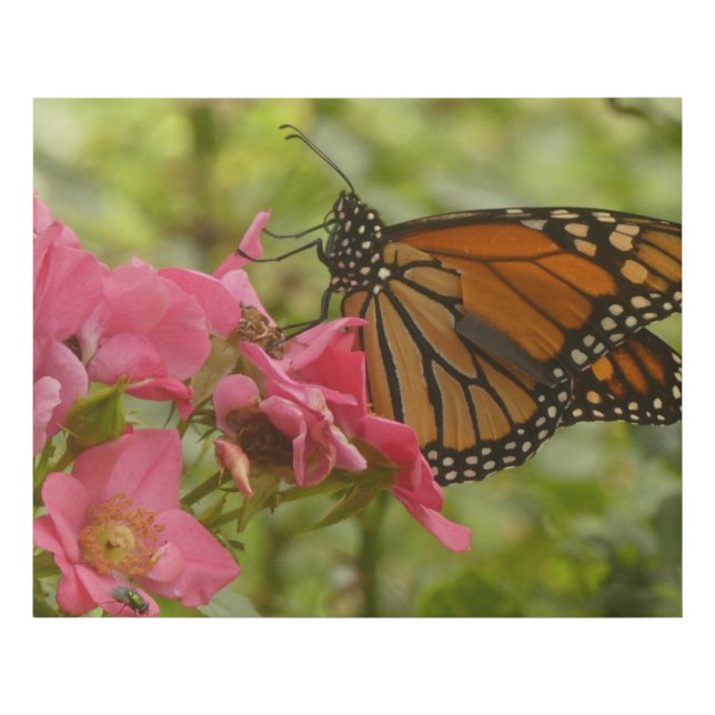Beautiful Monarch Butterfly Faux Canvas Print  (Front)
