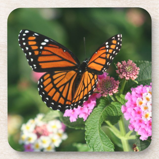 Beautiful Monarch Butterfly on Flowers.Coasters Beverage Coaster (Front)