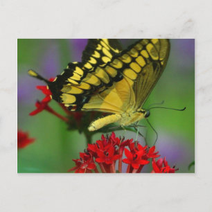 Beautiful Monarch Butterfly Photo Postcard