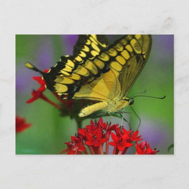 Beautiful Monarch Butterfly Photo Postcard (Front)