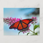 Beautiful Monarch Butterfly Photo Postcard